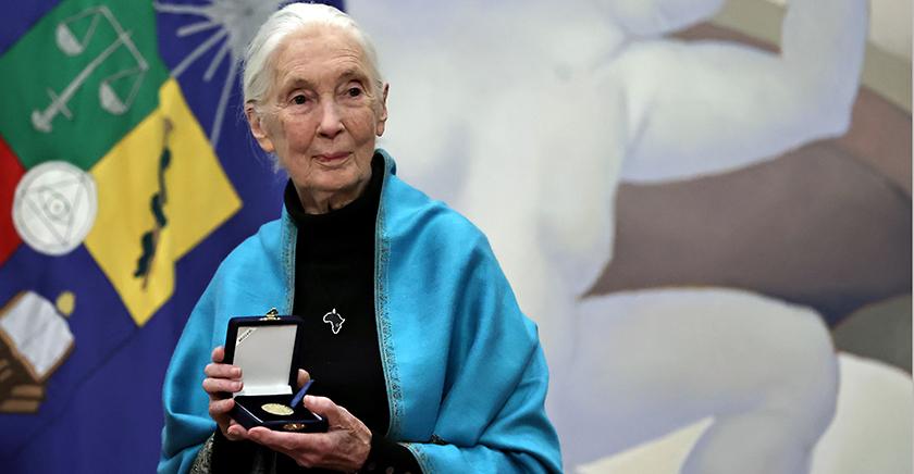 U. de Chile entregó distinción Doctor Honoris Causa a la destacada etóloga Jane Goodall